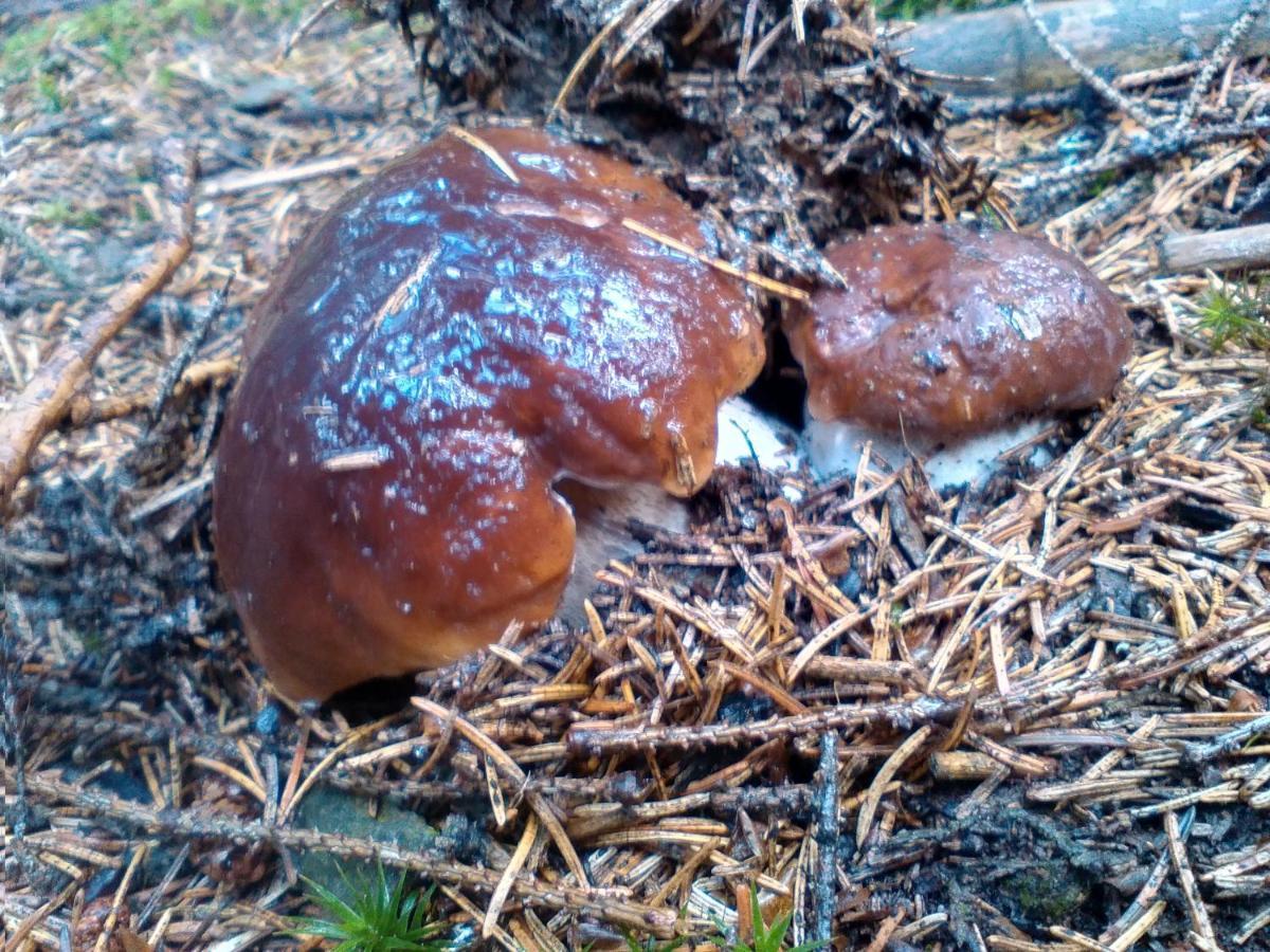 Horní PolubnýSirovka别墅 外观 照片